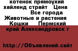 котенок прямоухий  хайленд страйт › Цена ­ 10 000 - Все города Животные и растения » Кошки   . Пермский край,Александровск г.